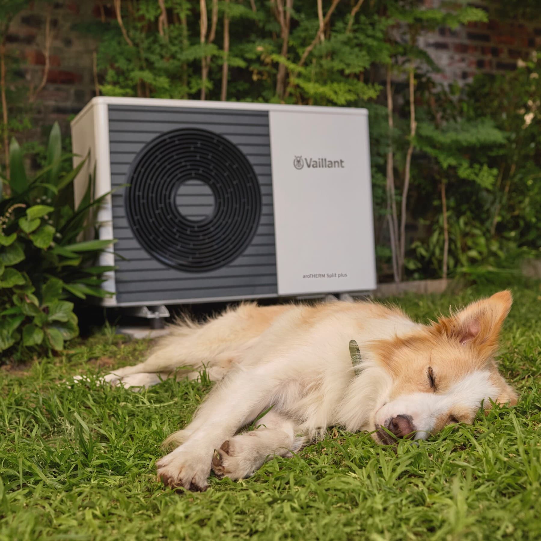 Ein Hund, der vor einer Wärmepumpe schläft